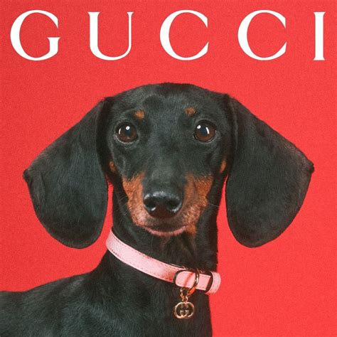 gucci dog